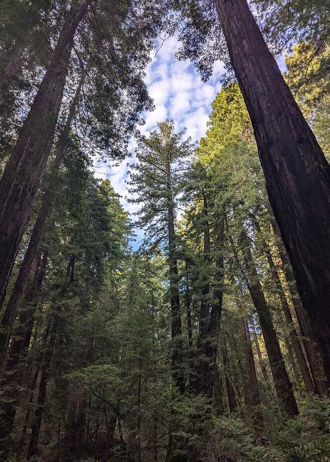 Muir Woods National Monument