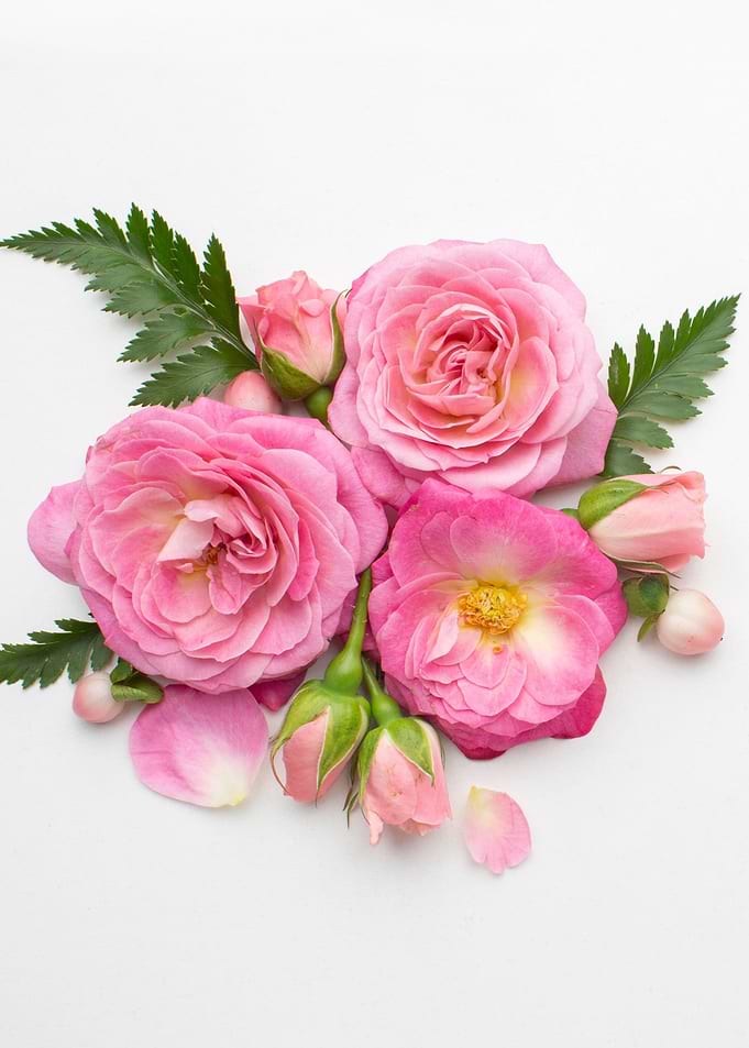 Pink Roses and Green Leaves