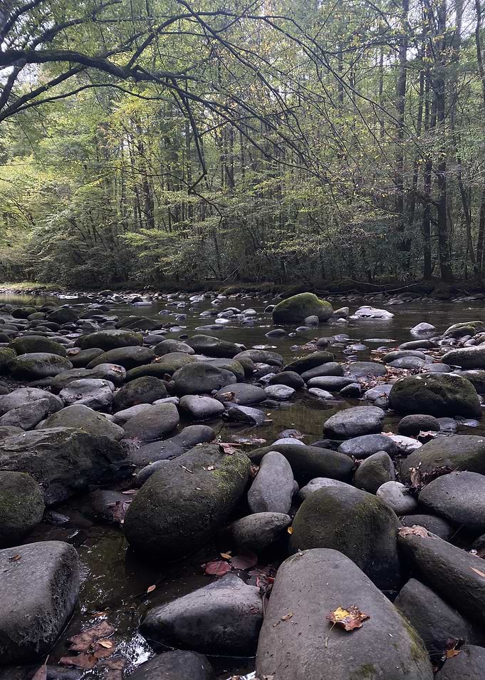 Rocky River in Forest