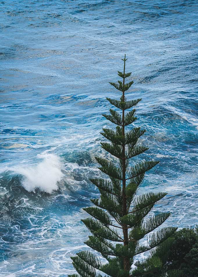 Pine Tree Overlooking Ocean Waves