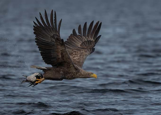 White-tailed Eagle in Flight with Prey