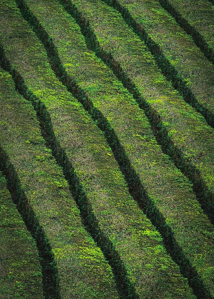 Green Tea Plantation Rows