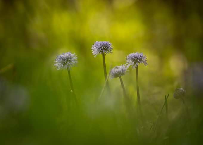 Purple Allium Flowers in Green Field