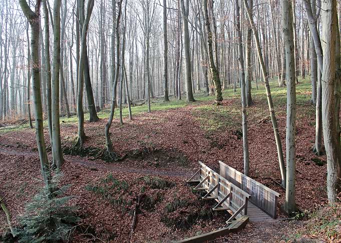 Bright forest scene in late autumn