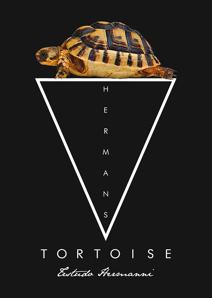 Hermann's Tortoise Minimalist Reptile Owner