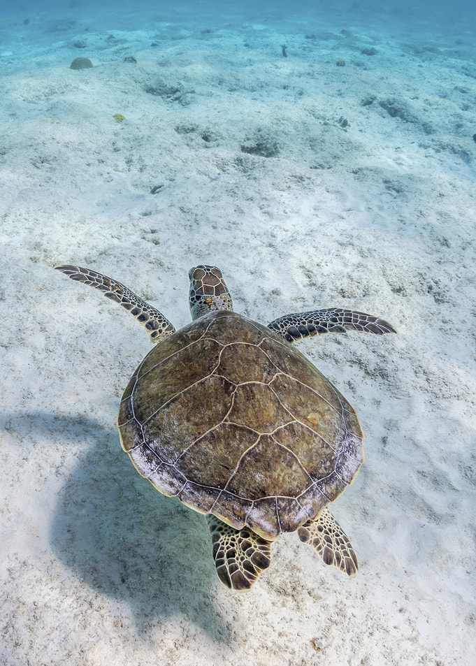 Sea Turtle Swimming Underwater