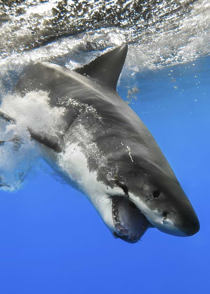 Great White Shark Underwater