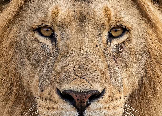 Lion Face Close-Up