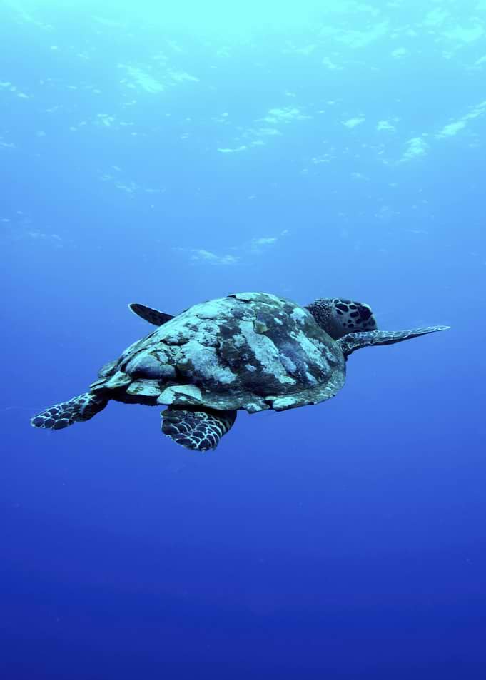 Sea Turtle Swimming in the Ocean