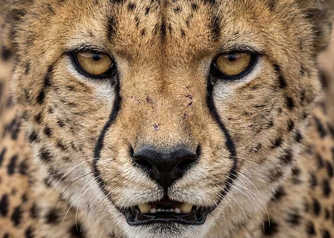 Cheetah Face Close-Up