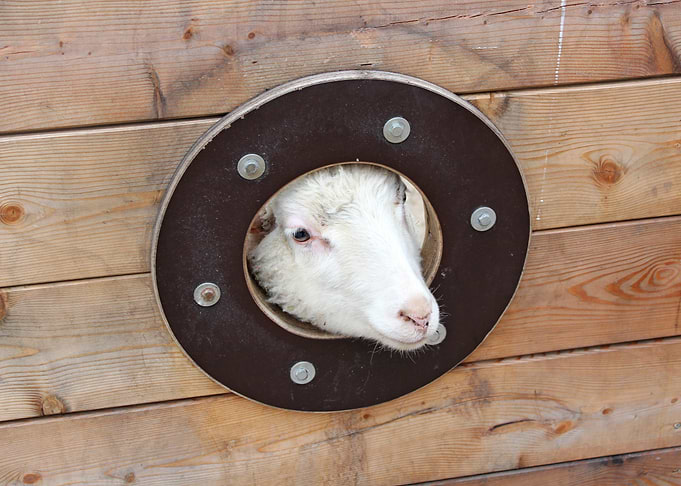 Curious sheep