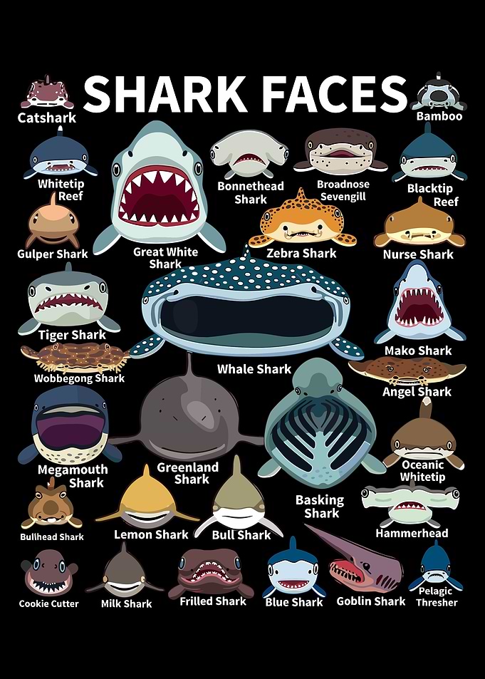 Shark Faces: A Visual Guide