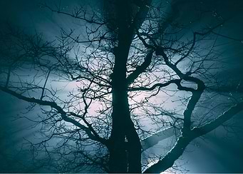 Silhouette of a Tree at Night