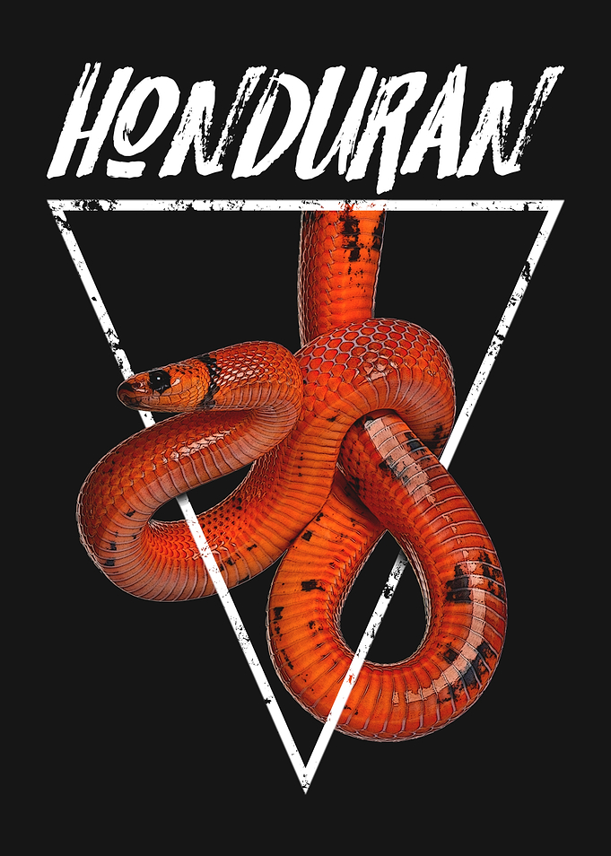 Honduran Milk Snake Reptile Owner