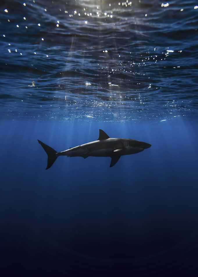 Great White Shark Underwater