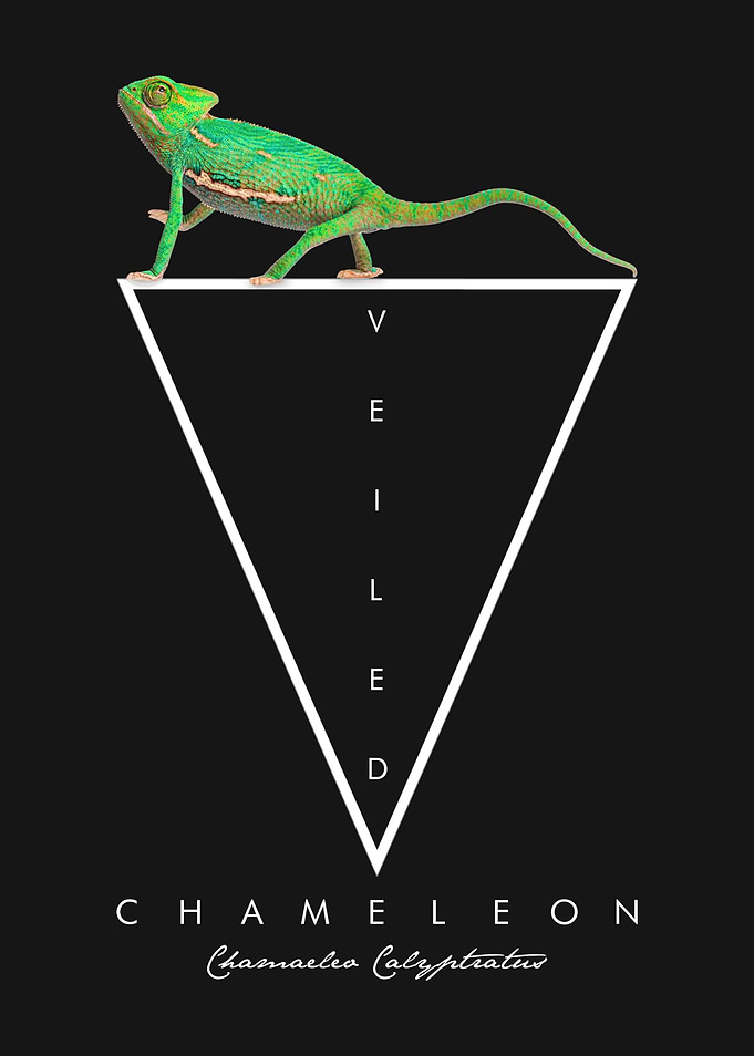 Veiled Chameleon Reptile Keeper