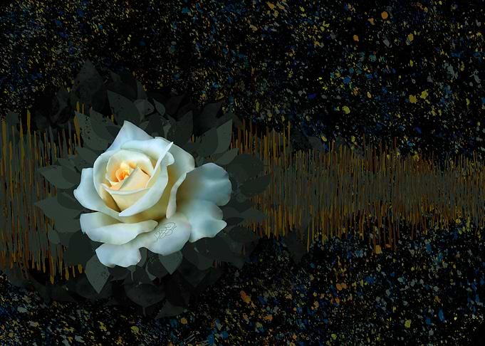 White Rose