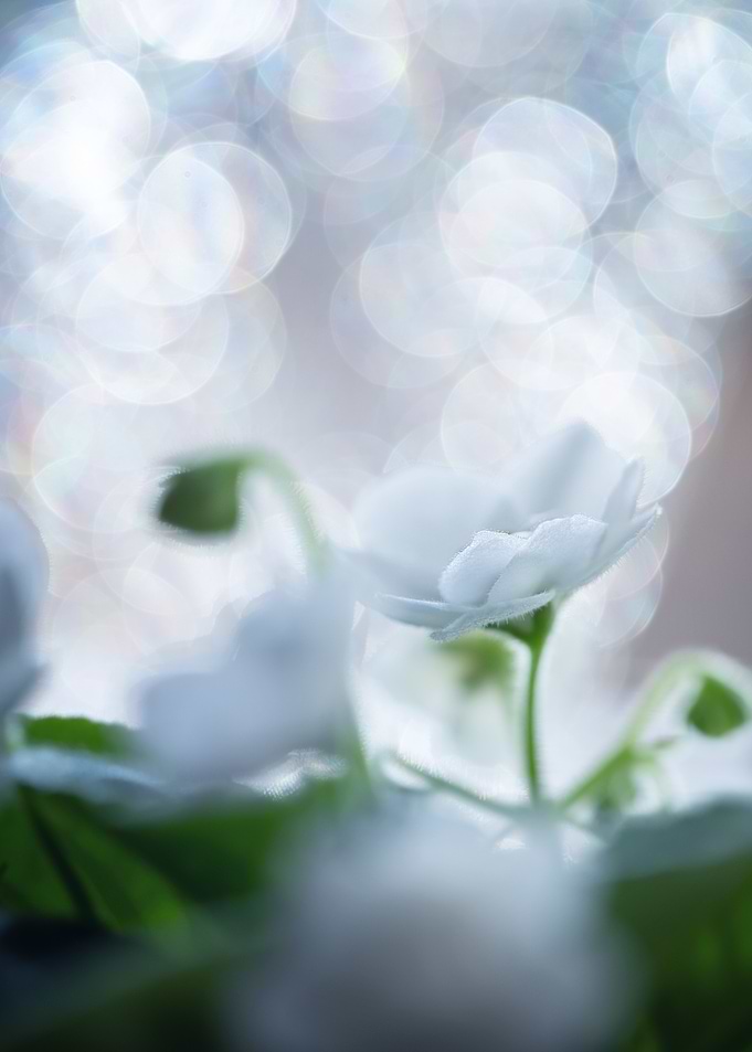 White Flowers with Bokeh Background