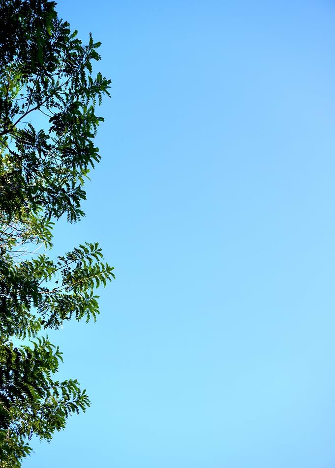 Minimal Sky View Framed by Tree Leaves