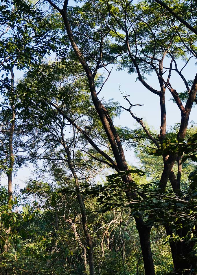 Sunlit Forest Giants Reaching the Sky