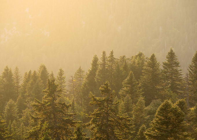 Sunlit Forest Canopy