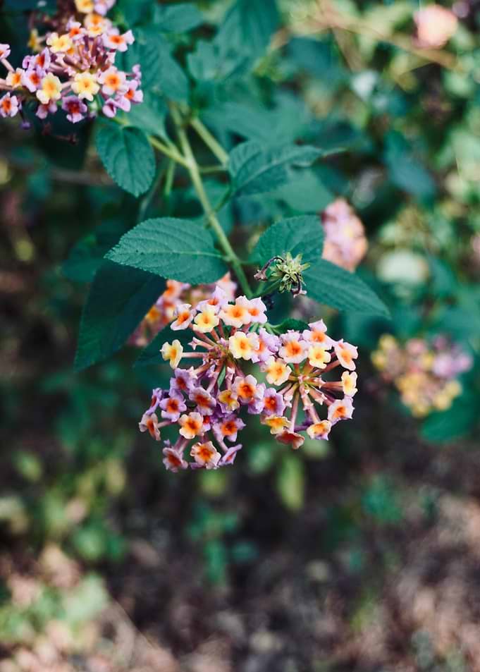 Vibrant Lantana Blossoms in Soft Light