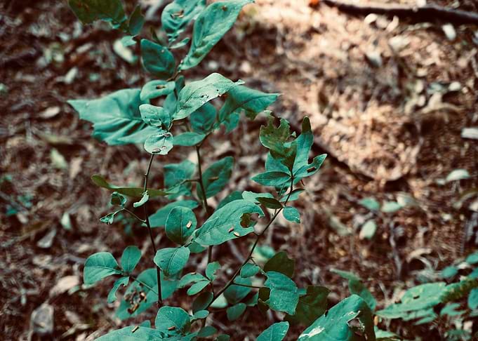 Wild Sapling with Weathered Leaves