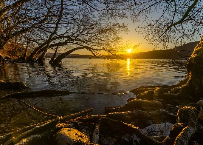 Lake Sunset with Trees and Roots