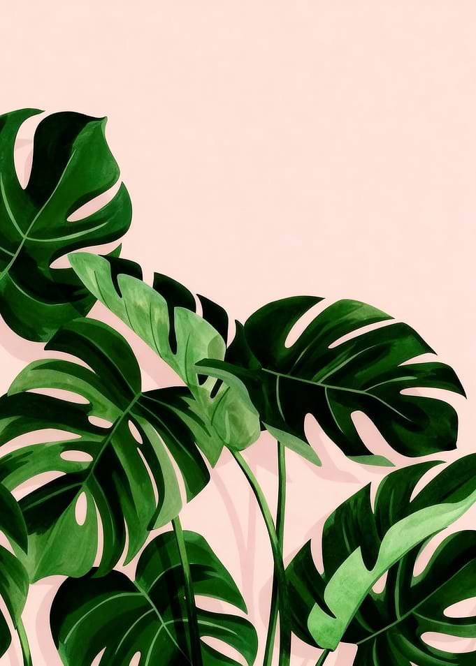 Monstera Leaves on Pink Background