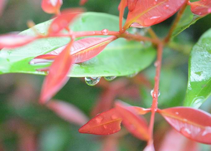 Red and Green Leaves with Raindrops