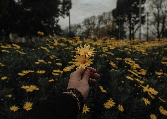 Hand holding yellow daisies in field