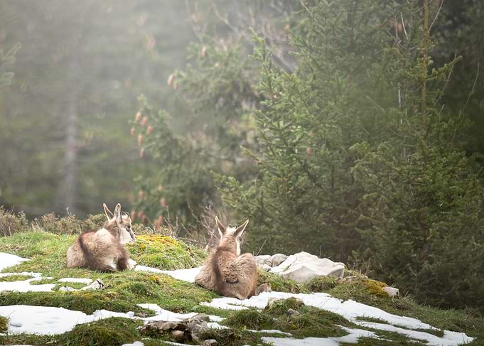 Two Chamois Resting in Mountain Forest