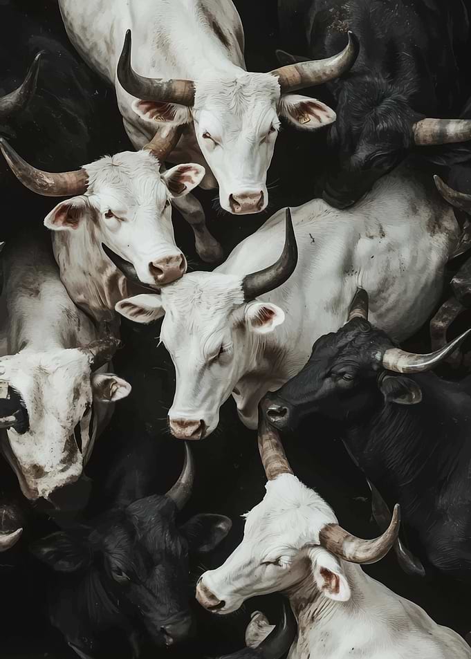 Cattle Herd: Black and White