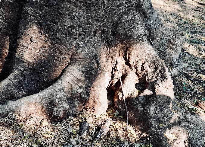 Ancient Tree Roots in Harsh Sunlight
