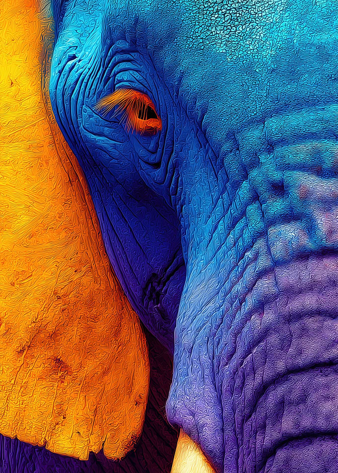 Colorful Elephant Portrait
