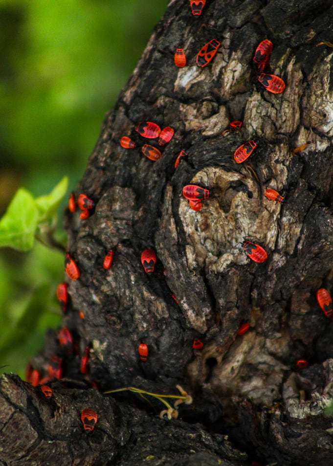 Red Bugs on Tree Bark