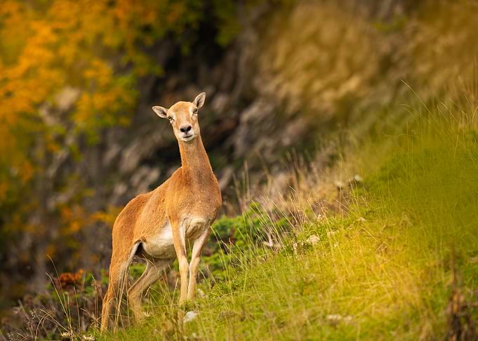 Mouflon in Autumn Landscape