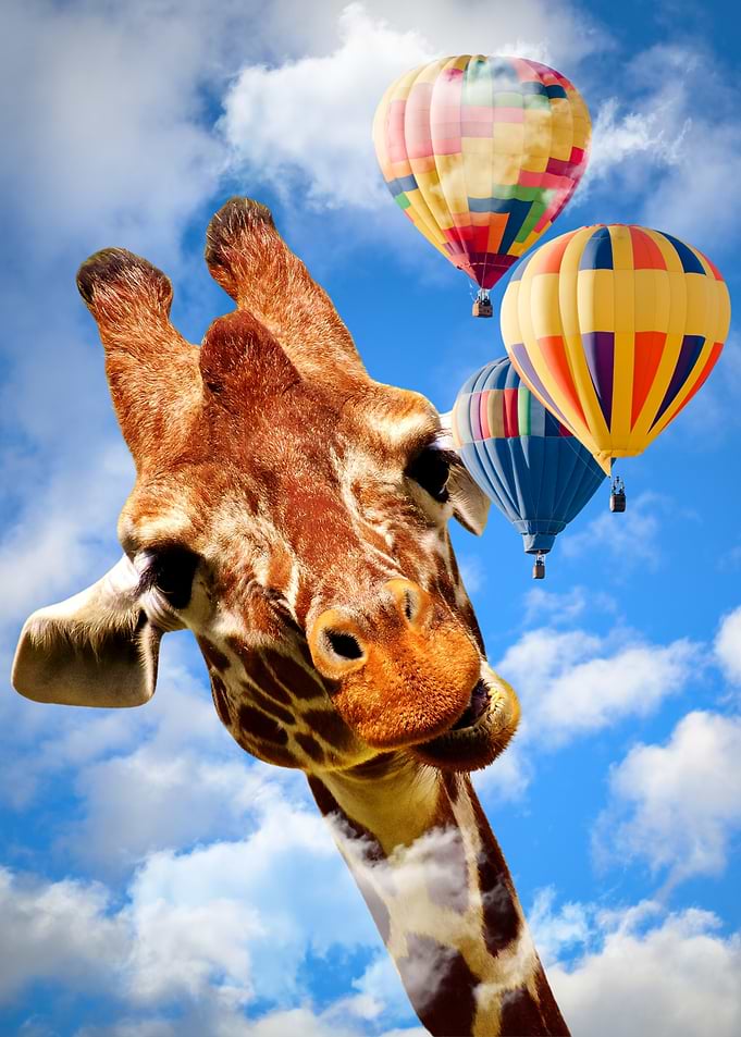 Giraffe and Hot Air Balloons