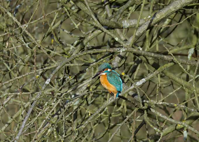 Kingfisher perched on a tree branch