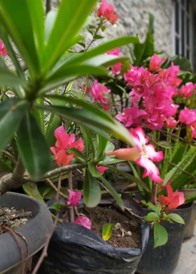 Potted Plants with Pink Flowers