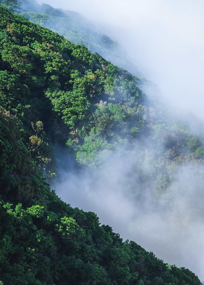 Lush Green Mountain with Fog