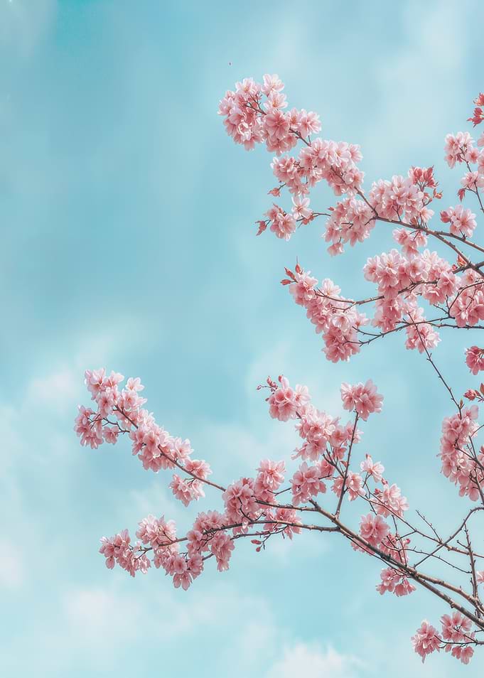 Pink Cherry Blossoms