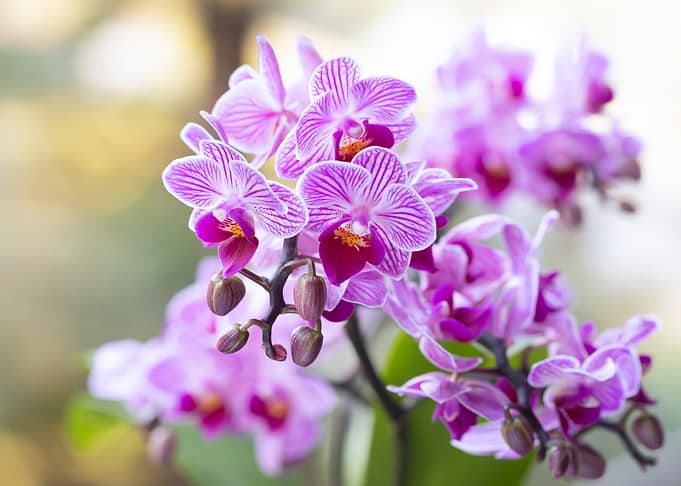Pink Striped Orchid Blossom