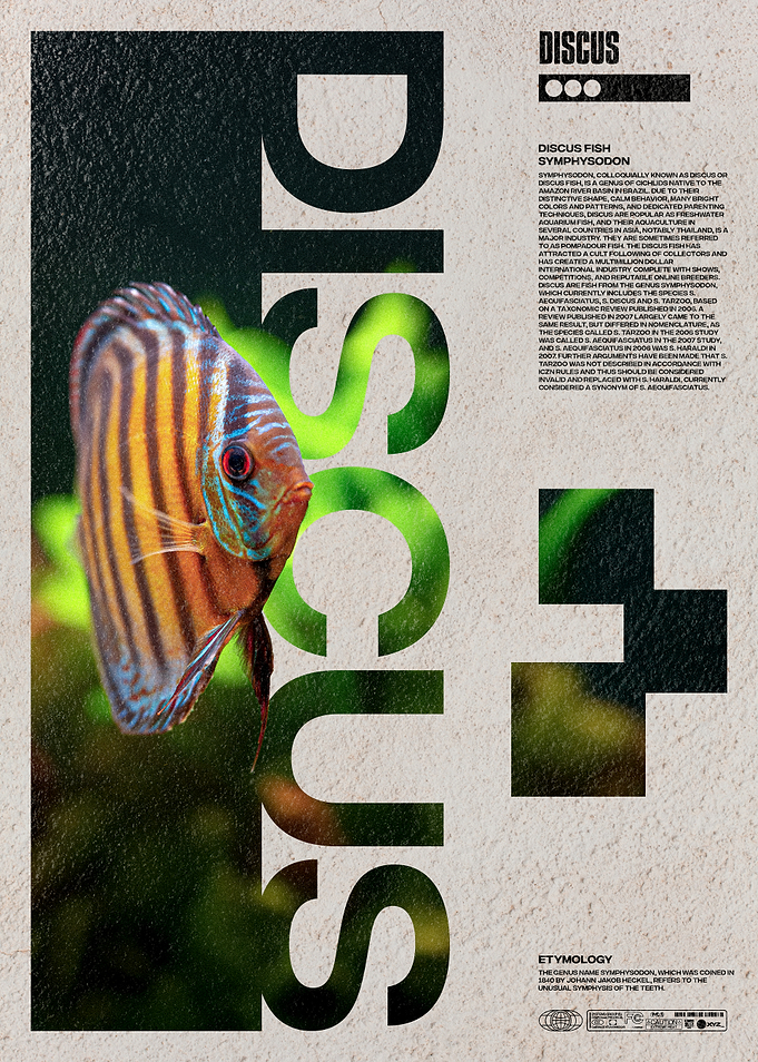 Discus Fish Aquarium Enthusiast