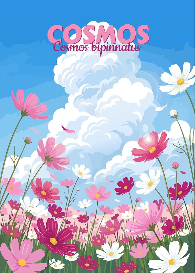 Cosmos bipinnatus flower field illustration