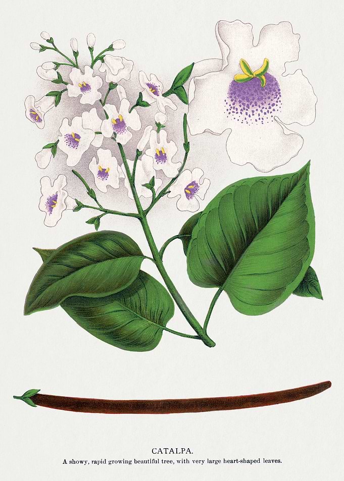 Catalpa botanical illustration
