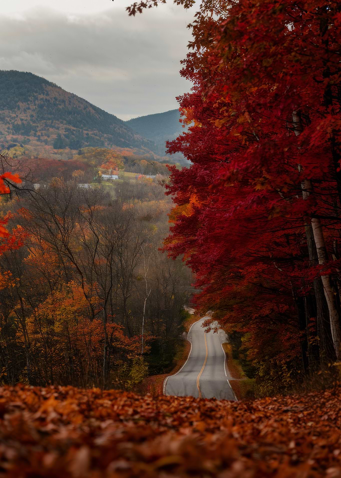 Autumn Road Through Colorful Forest