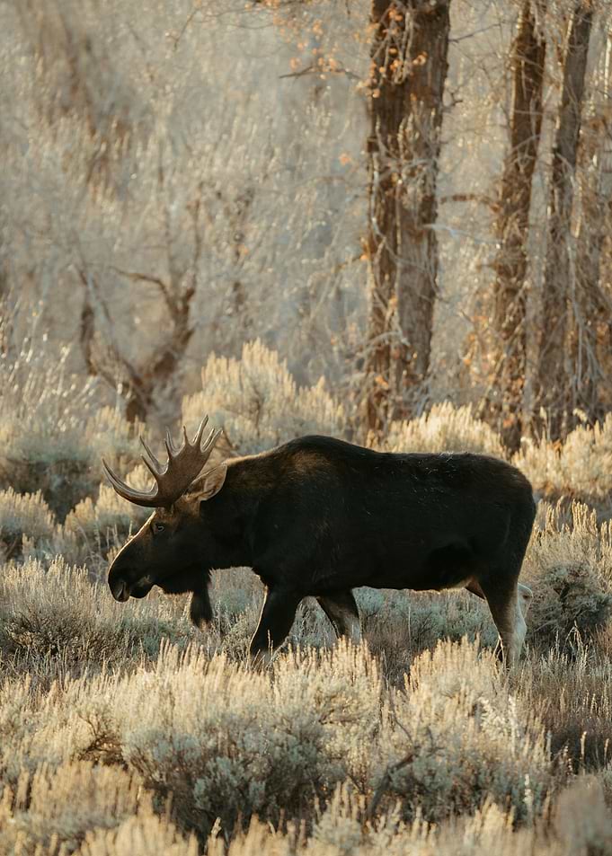 Moose in a field