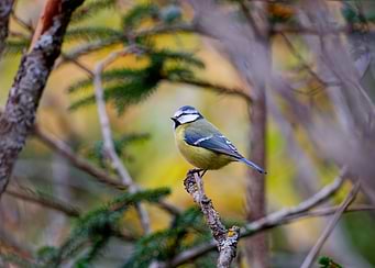 Eurasian Blue Tit on a Branch
