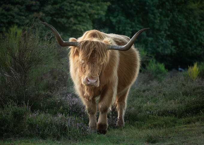 Highland Cow Portrait